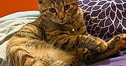 Emma is registered to the contest to win money with this photo: cat, tabby, pet, animal, feline, kitten, fur, whiskers, ears, eyes, paws, collar, sitting, lounging, bed, bedding, pillow, bedroom, indoor, portrait