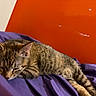 cat, tabby_cat, sleeping, sleepy, pet, animal, fur, whiskers, ears, closed_eyes, lying_down, relaxed, purple_blanket, bed, cozy, indoors, red_background, portrait, striped_fur, nap