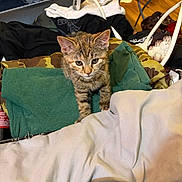 Emma is registered to the contest to win money with this photo: cat, kitten, tabby, animal, pet, feline, standing, portrait, looking_at_camera, whiskers, ears, striped_fur, green_blanket, white_blanket, laundry, clothing, indoor, bedroom, household, cozy