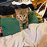 cat, kitten, tabby, animal, pet, feline, standing, portrait, looking_at_camera, whiskers, ears, striped_fur, green_blanket, white_blanket, laundry, clothing, indoor, bedroom, household, cozy