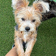 Kaia is registered to the contest to win money with this photo: dog, puppy, terrier, small_dog, scruffy_fur, tan_fur, white_fur, black_fur, green_collar, outdoor, grass, lawn, portrait, closeup, looking_at_camera, standing, paws, pet, companion_animal, playful