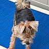 Kaia joined the competition — help win amazing prizes! dog, yorkshire_terrier, small_dog, pet, animal, fur, fluffy, topknot, ears, black_and_tan, standing, outdoor, lounge_chair, blue, chair, groomed, portrait, cute, companion_animal, photography