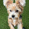 Kaia joined the competition — help win amazing prizes! dog, puppy, small_dog, scruffy, fluffy, tan_fur, white_fur, long_hair, portrait, close_up, looking_at_camera, eyes, nose, ears, grass, outdoor, standing, pet, animal, cute
