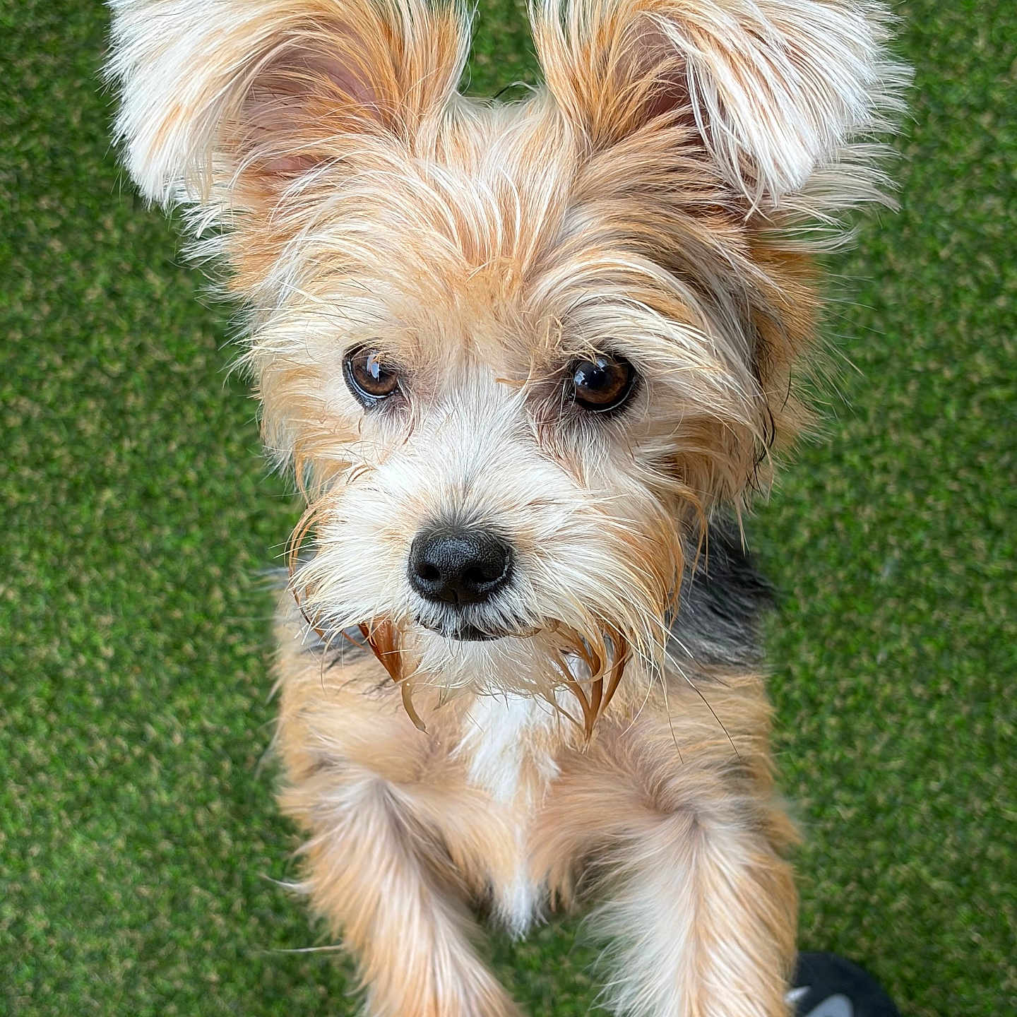 Kaia joined the competition — help win amazing prizes! dog, puppy, small_dog, scruffy, fluffy, tan_fur, white_fur, long_hair, portrait, close_up, looking_at_camera, eyes, nose, ears, grass, outdoor, standing, pet, animal, cute