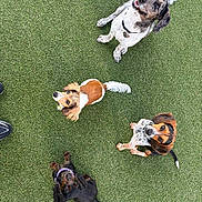 Pickles joined the competition — help win amazing prizes! dogs, four_dogs, pets, animals, grass, outdoor, park, group, sitting, looking_up, leashes, collars, black_dog, white_dog, brown_dog, mixed_breed, happy, playful, top_down_view, photography