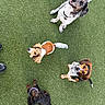 dogs, four_dogs, pets, animals, grass, outdoor, park, group, sitting, looking_up, leashes, collars, black_dog, white_dog, brown_dog, mixed_breed, happy, playful, top_down_view, photography