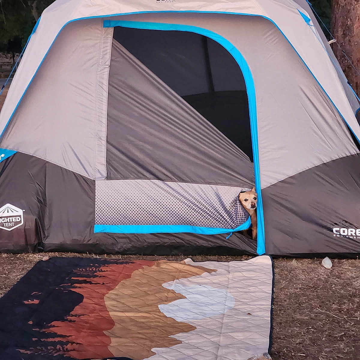 Tucker joined the competition — help win amazing prizes! adventure, animal, blanket, camping, canine, curious, daylight, dog, grass, leisure, nature, outdoor, park, pet, recreation, tent, travel, tree, vacation, zipper