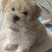 Snow Ball Shelton joined the competition — help win amazing prizes! adorable, animal, canine, collar, companion, cute, dog, domestic_animal, fluffy, friendly, fur, indoor, looking_up, pet, playful, puppy, quilted_mat, sitting, small, young