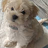 adorable, animal, canine, collar, companion, cute, dog, domestic_animal, fluffy, friendly, fur, indoor, looking_up, pet, playful, puppy, quilted_mat, sitting, small, young