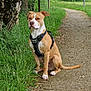 dog, canine, sitting, harness, path, grass, tree, fence, paws, portrait, outdoor, nature, brown_and_white, short_hair, muzzle, ear, sidewalk, park, leash_attachment, attentive