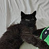 Rook is registered to the contest to win money with this photo: black_cat, cat, fluffy, fur, kitten, pet, animal, whiskers, ears, eyes, paws, lying_down, relaxed, indoor, bed, bedding, white_background, green_toy, portrait, cute