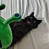 Rook joined the competition — help win amazing prizes! cat, black_cat, fluffy, feline, pet, animal, green_plush, stuffed_toy, toy, open_mouth, surprised, wide_eyes, whiskers, ears, fur, lying_down, indoor, curtain, close_up, funny