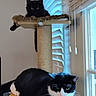 Rook joined the competition — help win amazing prizes! animal, black_and_white, black_cat, cat, cat_tree, cats, fluffy, furniture, green_eyes, home, indoor, longhaired_cat, lounging, pet, reflection, scratching_post, sitting, tuxedo_cat, window, window_blinds