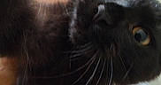 Rook joined the competition — help win amazing prizes! cat, black_cat, pet, animal, feline, close_up, face, eyes, golden_eyes, whiskers, fur, black_fur, nose, portrait, macro, indoors, curious, staring, cute, photography