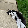 animal, belly, black_and_white, cat, concrete, daylight, feline, fur, garden, grass, lawn, lying_down, outdoors, paws, pet, playful, portrait, relaxed, sidewalk, tail