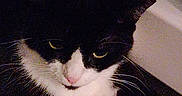 Sophie is registered to the contest to win money with this photo: cat, tuxedo_cat, black_and_white, pet, animal, feline, whiskers, paws, white_chest, fur, indoors, carpet, lying_down, resting, grumpy, staring, portrait, close_up, dim_lighting, home
