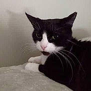 Sophie joined the competition — help win amazing prizes! alert, animal, bed, bedroom, black_and_white, cat, close_up, ears, face, feline, funny_expression, fur, indoors, lying_down, pet, pink_nose, portrait, resting, tuxedo_cat, whiskers