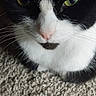 animal, beige, black_and_white, carpet, cat, close_up, cute, eyes, face, feline, fur, head, indoor, nose, pet, portrait, serious_expression, staring, vertical_photo, whiskers