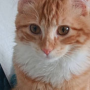 Kona is registered to the contest to win money with this photo: animal, cat, close_up, curious_eyes, cute, domestic_cat, ears, face, feline, fluffy, furry, indoor, mammal, nose, orange_cat, pet, portrait, soft_fur, whiskers, young_cat