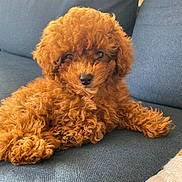 Milo participe au concours pour gagner de l'argent avec cette photo : puppy, dog, brown, curly_hair, pet, cute, couch, indoor, fluffy, animal, relaxing, small_dog, adorable, fur, looking_at_camera, cozy, home, domestic_animal, companion, face