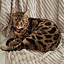 Sherkan a rejoint le concours — aidez-le/la à gagner de superbes lots ! cat, bengal_cat, pet, feline, fur, spotted_pattern, whiskers, blanket, textured_blanket, cozy, indoor, portrait, paw, ears, eyes, relaxed, sitting, couch, home, close_up