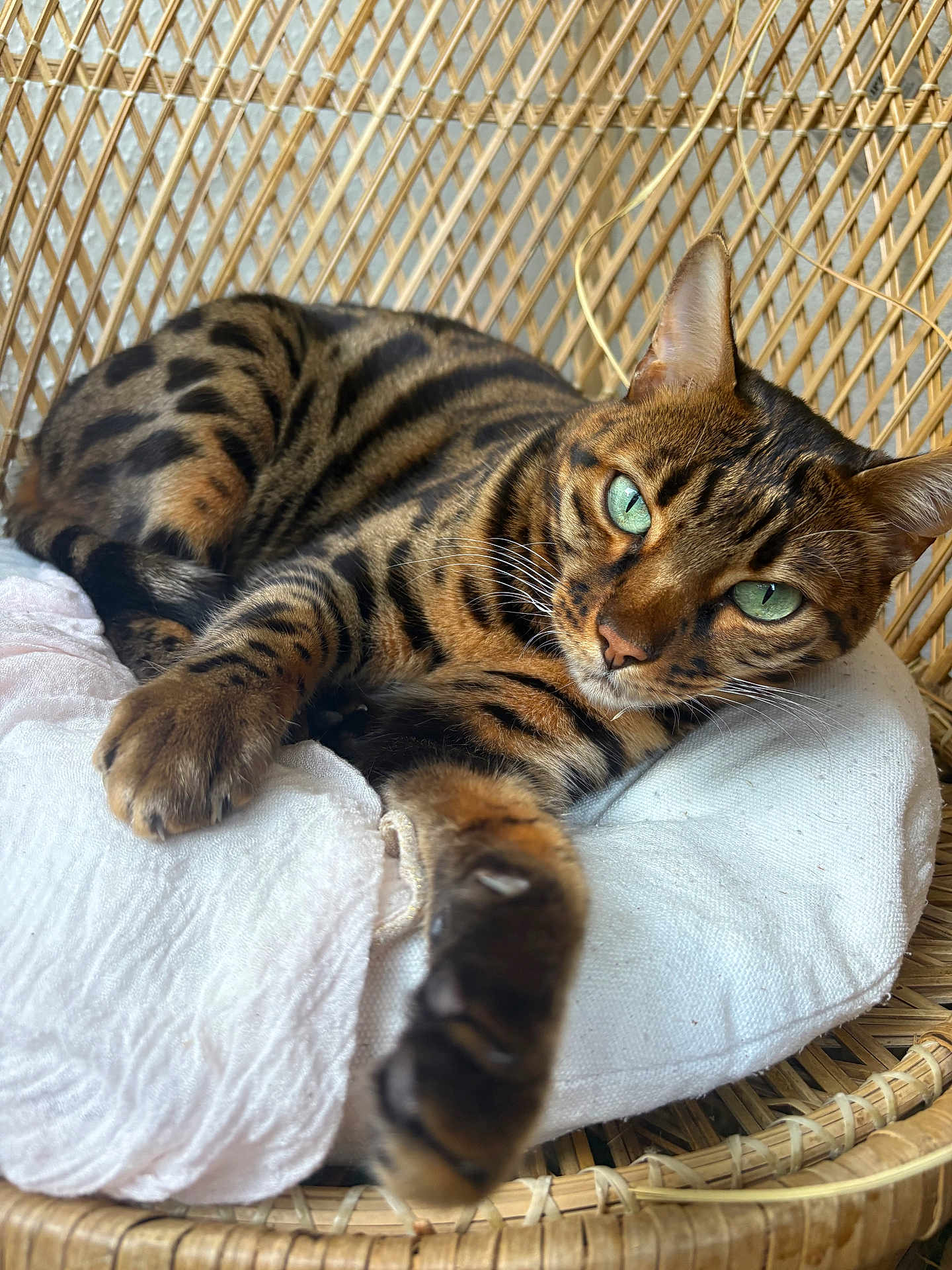 Sherkan a rejoint le concours — aidez-le/la à gagner de superbes lots ! cat, bengal_cat, pet, animal, green_eyes, whiskers, paw, fur, striped, spotted, basket, cushion, fabric, relaxed, lying_down, portrait, close_up, cute, indoor, eye_contact