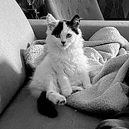 Smarties participe au concours pour gagner de l'argent avec cette photo : adult, angora, animal, bed, blanket, cat, chair, couch, cushion, female, furniture, homedecor, kitten, linen, person, pet, quilt, sleeping, white, woman