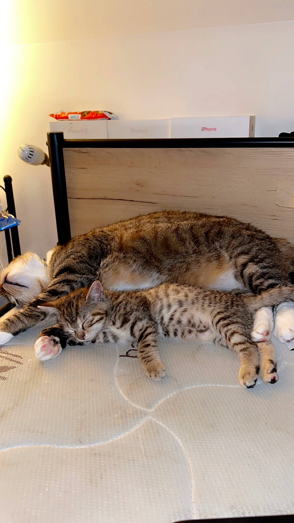 Sativa participe au concours pour gagner de l'argent avec cette photo : carnivore, cat, claw, comfort, domestic_short_haired_cat, felidae, fur, lamp, nap, paw, room, small_to_medium_sized_cats, snout, tail, terrestrial_animal, whiskers, wildlife, wood