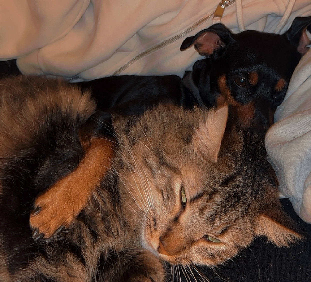 Baguerra participe au concours pour gagner de l'argent avec cette photo : carnivore, cat, claw, comfort, companion_dog, dog, dog_breed, domestic_short_haired_cat, ear, fawn, felidae, fur, nap, paw, small_to_medium_sized_cats, snout, tail, terrestrial_animal, toy_dog, whiskers