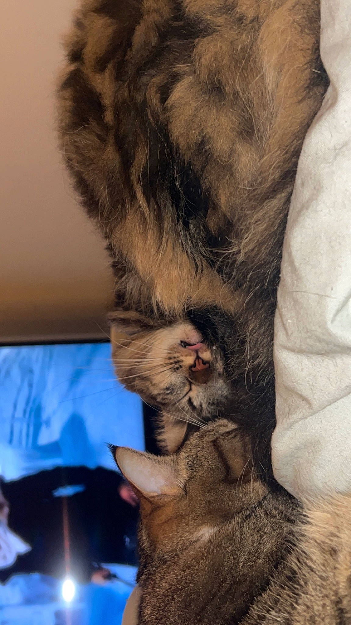 Baguerra participe au concours pour gagner de l'argent avec cette photo : carnivore, cat, claw, comfort, dog_breed, domestic_short_haired_cat, event, felidae, fur, gesture, nap, paw, small_to_medium_sized_cats, snout, tail, terrestrial_animal, whiskers, wrinkle