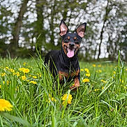 Paco participe au concours pour gagner de l'argent avec cette photo : animal, black_dog, blurred_background, dandelion, daylight, dog, ears, field, flower, fresh, grass, greenery, happy, nature, outdoor, running, spring, tan_markings, tongue_out, trees