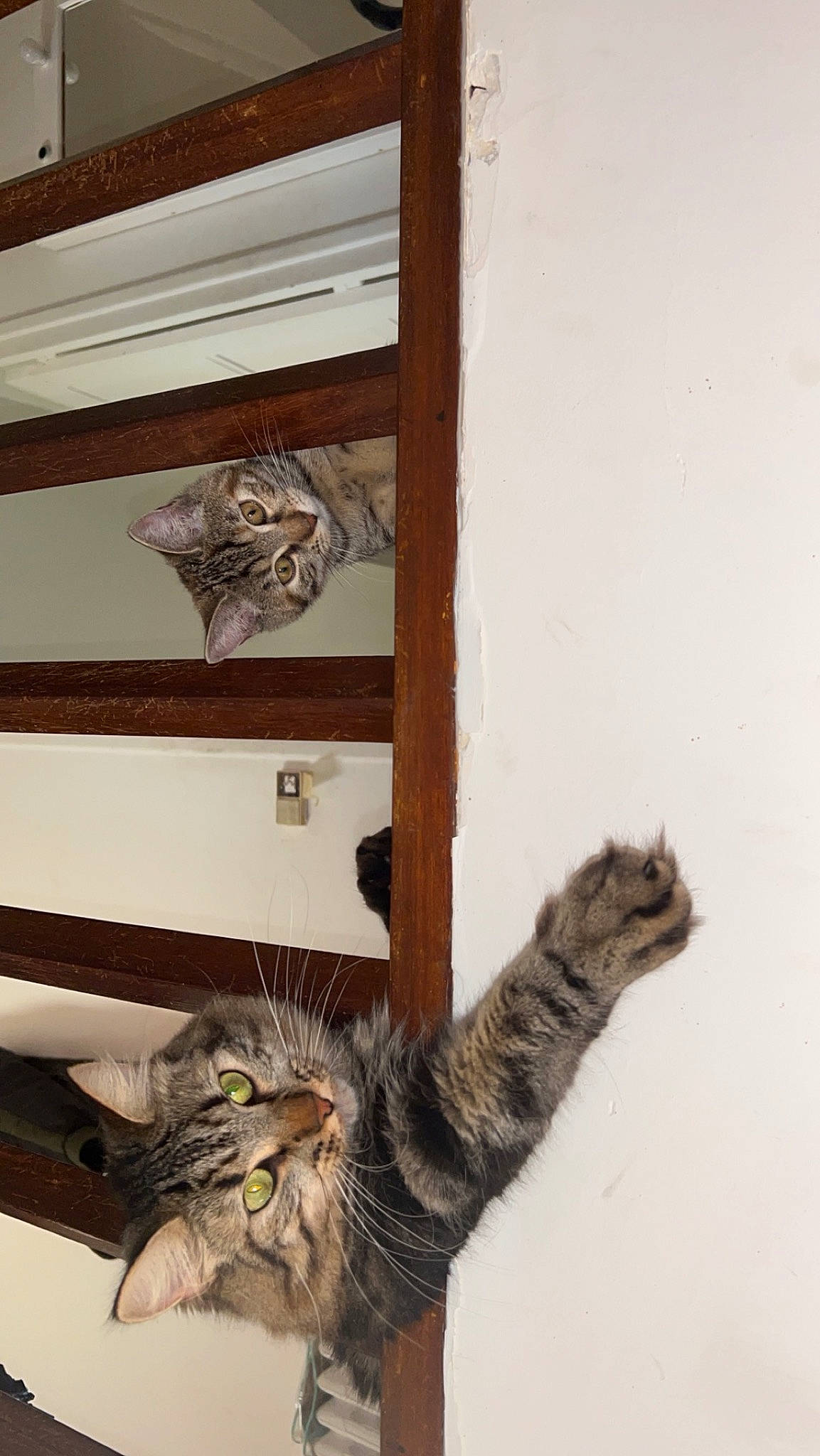 Bloom participe au concours pour gagner de l'argent avec cette photo : carnivore, cat, ceiling, claw, domestic_short_haired_cat, felidae, fur, hardwood, home_door, room, small_to_medium_sized_cats, stairs, tail, twig, whiskers, window, wood