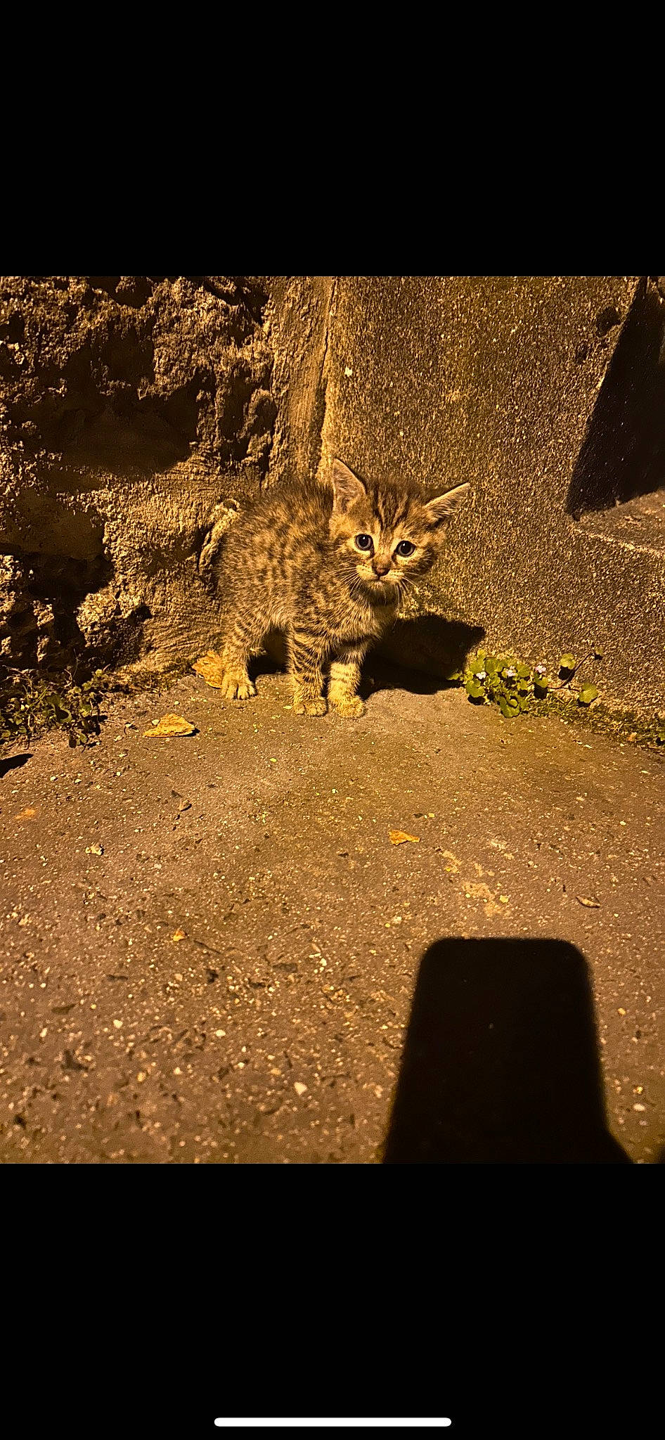 Bloom participe au concours pour gagner de l'argent avec cette photo : asphalt, big_cats, carnivore, darkness, fawn, felidae, grass, landscape, lynx, plant, road_surface, small_to_medium_sized_cats, snout, soil, tail, terrestrial_animal, tints_and_shades, tree, whiskers, wood