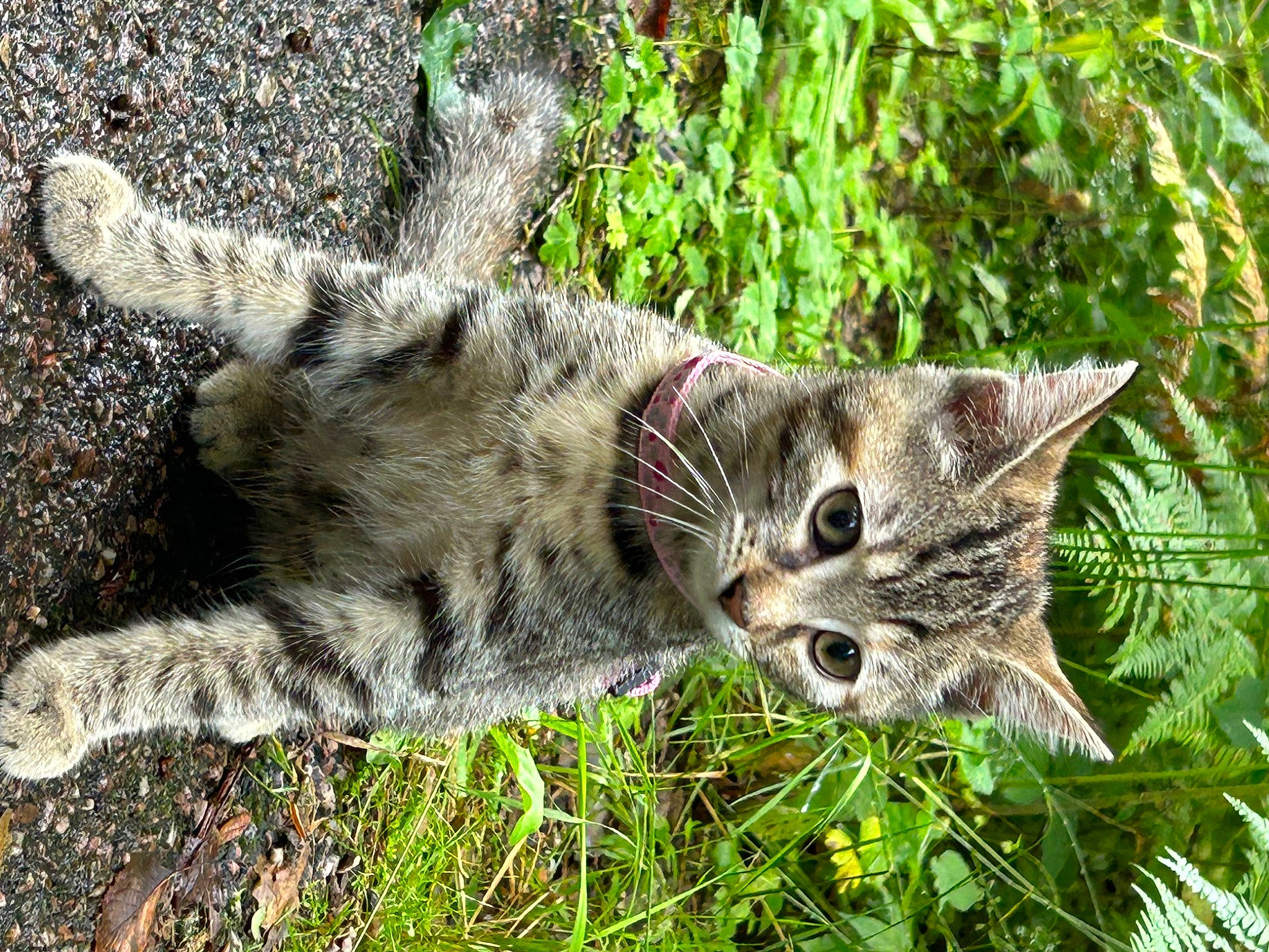 Bloom a rejoint le concours — aidez-le/la à gagner de superbes lots ! carnivore, cat, claw, domestic_short_haired_cat, felidae, fur, grass, groundcover, mammal, paw, plant, shrub, small_to_medium_sized_cats, snout, tail, terrestrial_animal, terrestrial_plant, tree, whiskers, wildlife