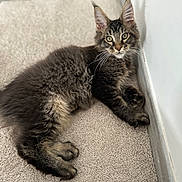 Aristote a rejoint le concours — aidez-le/la à gagner de superbes lots ! animal, carpet, cat, curious, cute, ears, feline, fur, home, indoor, kitten, mammal, paws, pet, portrait, relaxed, resting, tabby, whiskers, young