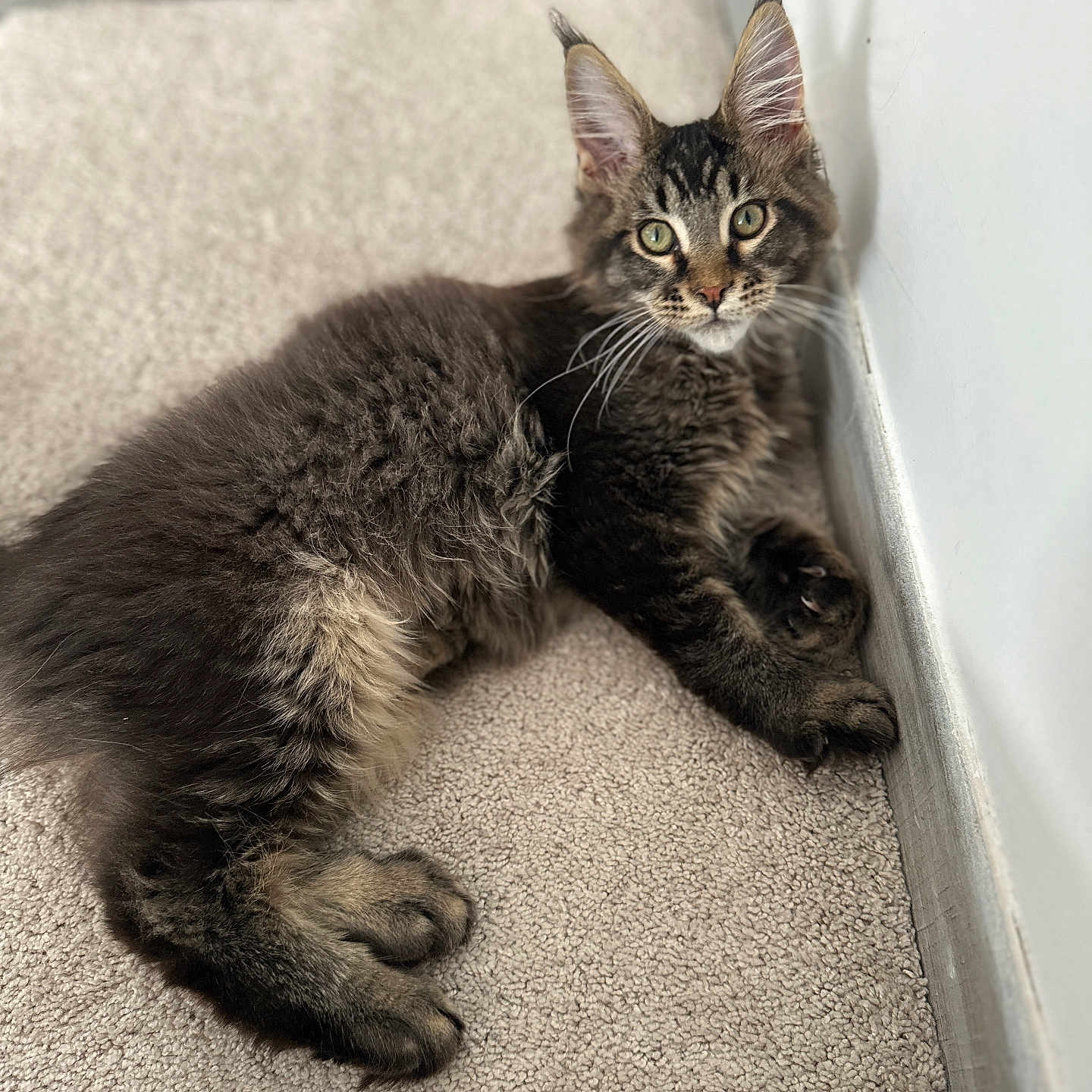 Aristote a rejoint le concours — aidez-le/la à gagner de superbes lots ! animal, carpet, cat, curious, cute, ears, feline, fur, home, indoor, kitten, mammal, paws, pet, portrait, relaxed, resting, tabby, whiskers, young