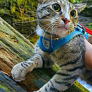 Inigo Montoya is registered to the contest to win money with this photo: animal, blue_harness, cat, climbing, closeup, feline, forest, greenery, harness, log, moss, nature, outdoor, pet, portrait, tabby_cat, tree, whiskers, wide_eyed, wood