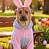animal, bench, bunny_ears, colorful_eggs, costume, cute, dog, easter, flowers, grass, holiday, outdoor, park, pet, pink, portrait, sitting, spring, sunlight, tulips