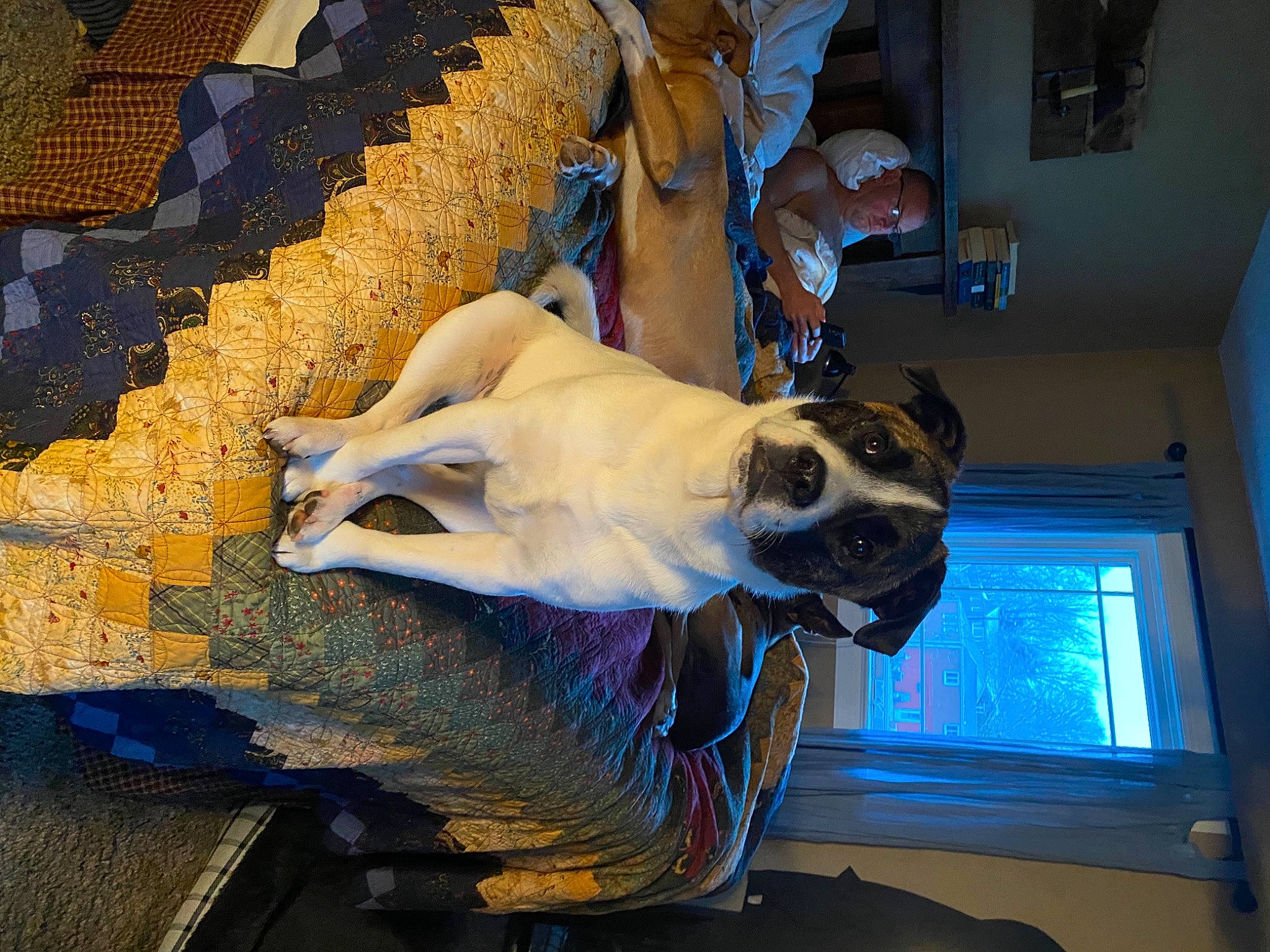 Marty joined the competition — help win amazing prizes! art, blue, canidae, carnivore, collar, companion_dog, dog, dog_breed, dog_collar, dog_supply, electric_blue, fawn, pet_supply, pug, snout, sporting_group, tints_and_shades, window, wood, working_animal