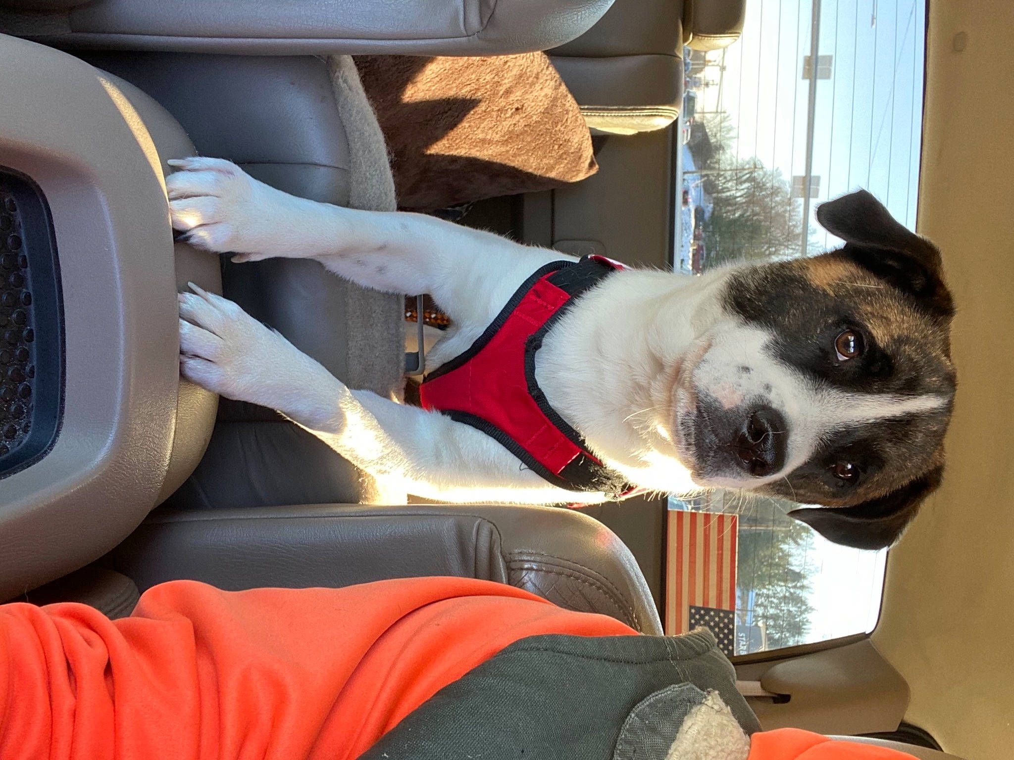 Marty is registered to the contest to win money with this photo: automotive_exterior, car_seat_cover, carmine, carnivore, collar, comfort, companion_dog, dog, dog_breed, dog_collar, dog_supply, family_car, fawn, sporting_group, steering_wheel, vehicle, vehicle_door, whiskers, white, working_animal