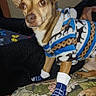 Quimby joined the competition — help win amazing prizes! animal, blue, brown, chihuahua, costume, couch, cushion, dog, ears, eyes, floral, indoor, living_room, pet, photograph, portrait, shoes, sitting, sneakers, sweater