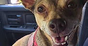 Quimby is registered to the contest to win money with this photo: brown_fur, car, car_seat, center_console, chihuahua, dashboard, dog, happy, large_ears, open_mouth, outdoor, portrait, red_harness, small_dog, smiling, soda_can, standing, sunlight, vehicle_interior, white_chest