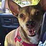 brown_fur, car, car_seat, center_console, chihuahua, dashboard, dog, happy, large_ears, open_mouth, outdoor, portrait, red_harness, small_dog, smiling, soda_can, standing, sunlight, vehicle_interior, white_chest