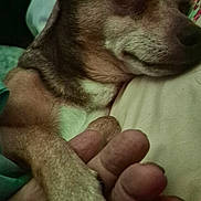 Quimby joined the competition — help win amazing prizes! bed, bedding, brown_fur, claws, closeup, companionship, cozy, cuddling, dog, human_hand, indoors, paw, peaceful, pet, pointed_ears, portrait, puppy, resting, sleeping, small_dog