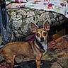 Quimby is registered to the contest to win money with this photo: alert, animal, blanket, brown_fur, cardboard_box, carpet, couch, dog, floral_pattern, indoors, living_room, looking_at_camera, pet, pointy_ears, portrait, rug, small_dog, standing, stuffed_toy, white_chest