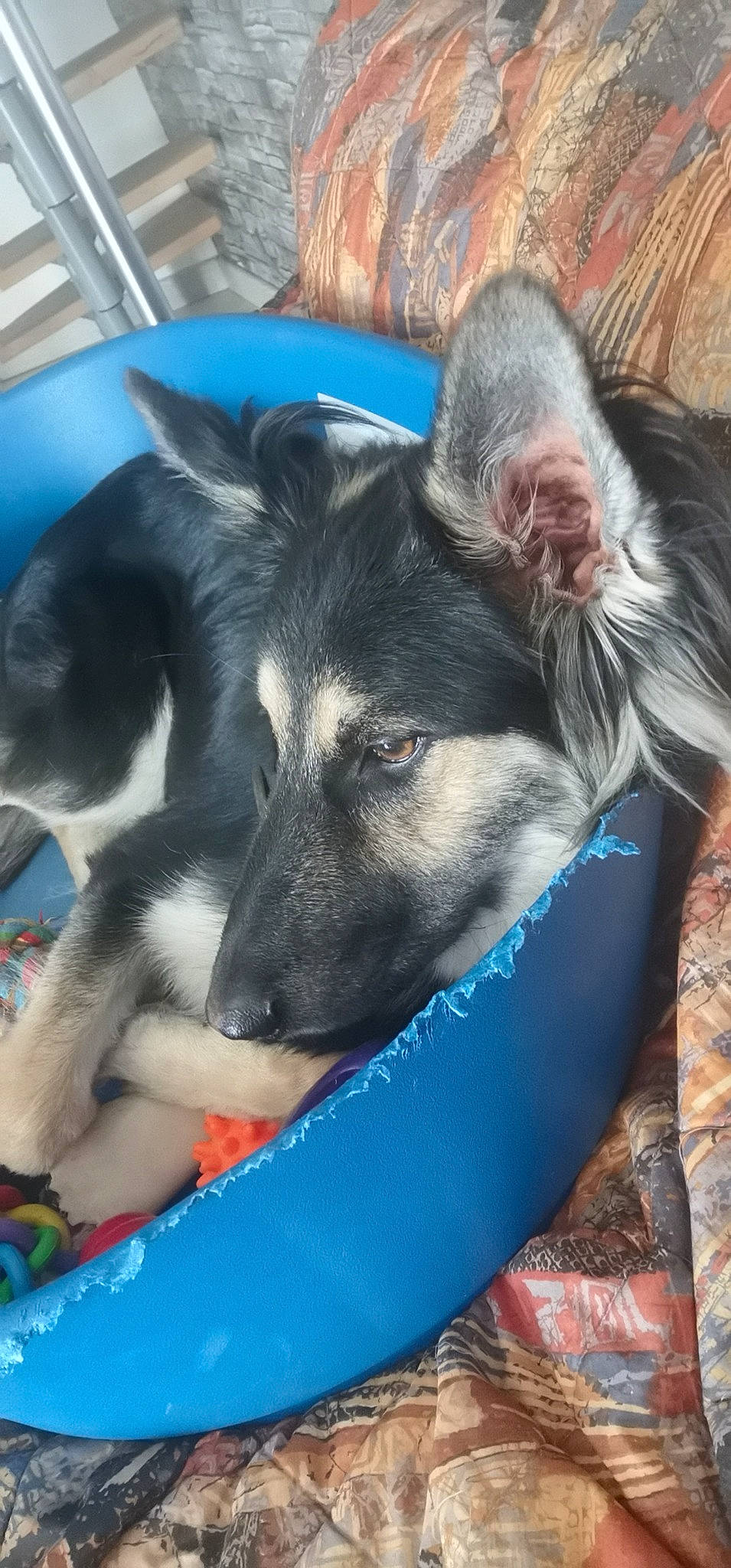 Roxy a rejoint le concours — aidez-le/la à gagner de superbes lots ! canidae, carnivore, comfort, companion_dog, dog, dog_breed, dog_supply, electric_blue, fur, herding_dog, non_sporting_group, snout, sporting_group, terrestrial_animal, texas_heeler, whiskers, windshield, working_animal, working_dog