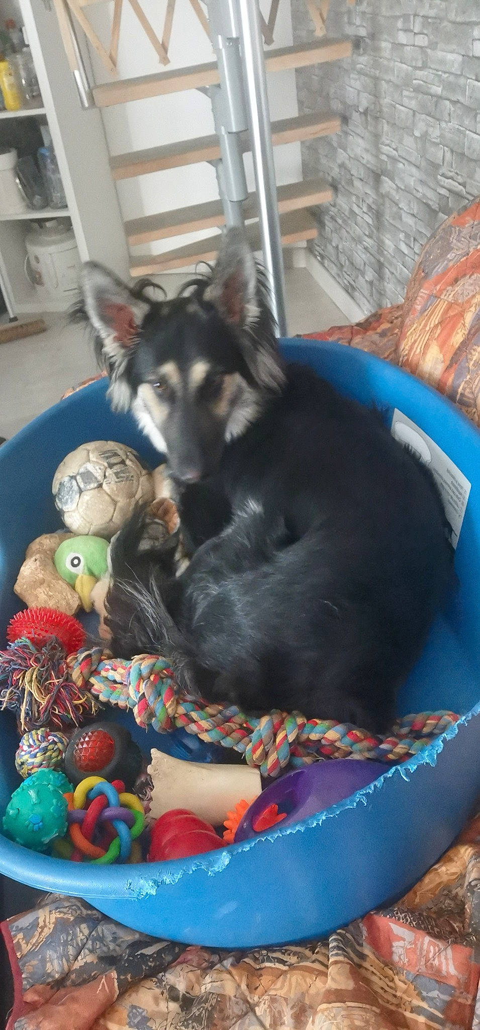 Roxy participe au concours pour gagner de l'argent avec cette photo : baby_products, baby_toys, basket, canidae, carnivore, comfort, companion_dog, couch, dog, dog_bed, dog_breed, dog_supply, felidae, fur, linens, sporting_group, stuffed_toy, toy, vertebrate, working_animal