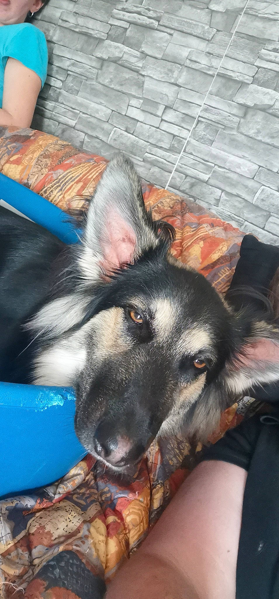 Roxy participe au concours pour gagner de l'argent avec cette photo : canidae, carnivore, companion_dog, dog, dog_breed, ear, east_european_shepherd, fawn, flooring, foot, fur, german_shepherd_dog, herding_dog, human_leg, jaw, lap, snout, sporting_group, whiskers, working_animal