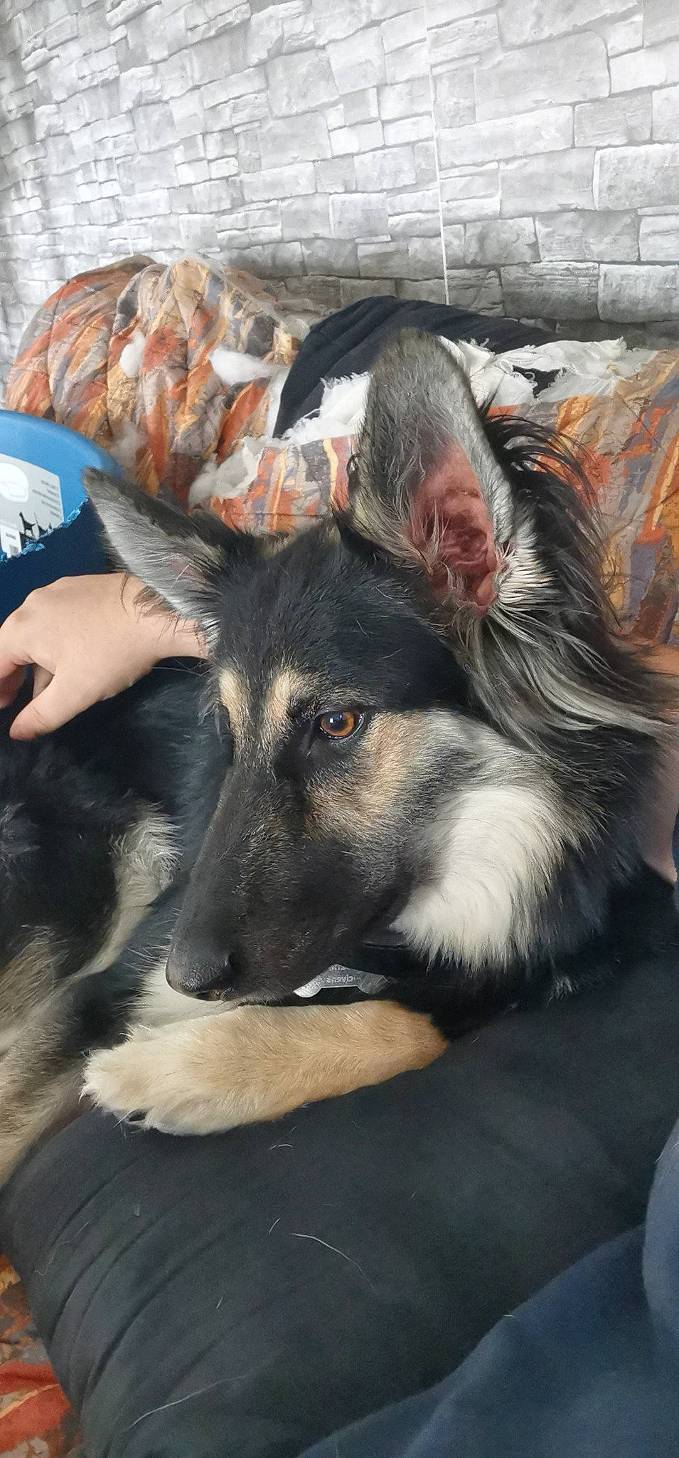 Roxy a rejoint le concours — aidez-le/la à gagner de superbes lots ! ancient_dog_breeds, canidae, carnivore, collar, companion_dog, dog, dog_breed, ear, east_european_shepherd, eye, fur, herding_dog, jaw, sitting, snout, sporting_group, terrestrial_animal, whiskers, working_animal, working_dog