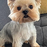 Mozart participe au concours pour gagner de l'argent avec cette photo : dog, pet, yorkshire_terrier, small_dog, fur, cute, indoors, sofa, couch, pillow, animal, companion, domestic_animal, fluffy, sitting, portrait, looking_at_camera, ears, whiskers, tongue
